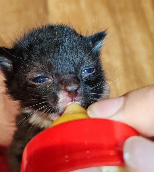 A rescued kitten being bottle-fed by Feral Cat Care