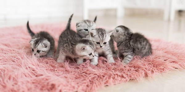 Food prepared for cats in Feral Cat Care's care